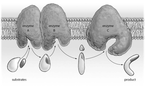 Refer to the figure below, and then answer the question that follows.    -The figure above represents: A) a metabolic pathway. B) lowering activation energy. C) competitive inhibition. D) allosteric regulation.