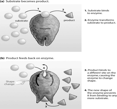 Refer to the figure below, and then answer the question that follows.    -The figure above represents allosteric inhibition.Based on the figure,what could be done to allow the enzyme to function again? A) add more enzyme B) add more substrate C) remove some of the product D) remove some of the substrate