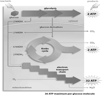 Refer to the figure below, and then answer the question that follows.    -Which stage or stages of aerobic respiration require both NAD⁺ and ADP as reactants? A) glycolysis B) the Krebs cycle C) the electron transport chain D) the Krebs cycle and the electron transport chain E) glycolysis and the Krebs cycle
