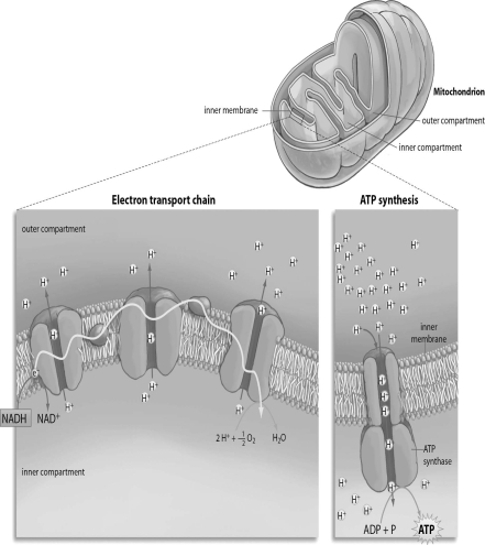 Refer to the figure below, and then answer the question that follows.    -As electrons move through the electron transport chain,which of the following occurs? A) Electrons are pumped from the inner compartment of the mitochondrion to the outer compartment of the mitochondrion. B) Hydrogen ions move down their concentration gradient from the inner compartment of the mitochondrion to the outer compartment of the mitochondrion. C) Energy from ATP is used to pump hydrogen ions across the inner membrane of the mitochondrion. D) ATP is synthesized from ADP and P as hydrogen ions flow down the electron transport chain. E) Hydrogen ions are pumped from the inner compartment of the mitochondrion to the outer compartment of the mitochondrion.