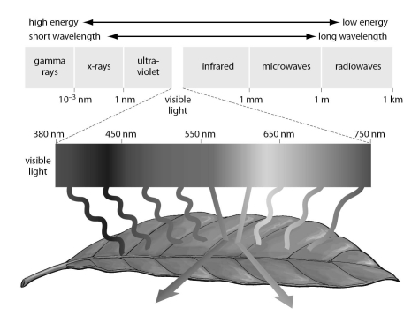 Refer to the figure below, and then answer the question that follows.    -Which wavelength of light is most likely to be used by plants for photosynthesis? A) 1 nm B) 200 nm C) 450 nm D) 550 nm E) 900 nm