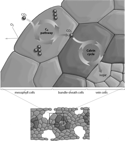 Refer to the figure below, and then answer the question that follows.    -In C₄ plants,bundle sheath cells are used to: A) fix CO₂. B) store CO₂. C) increase photorespiration D) transport excess sugars.