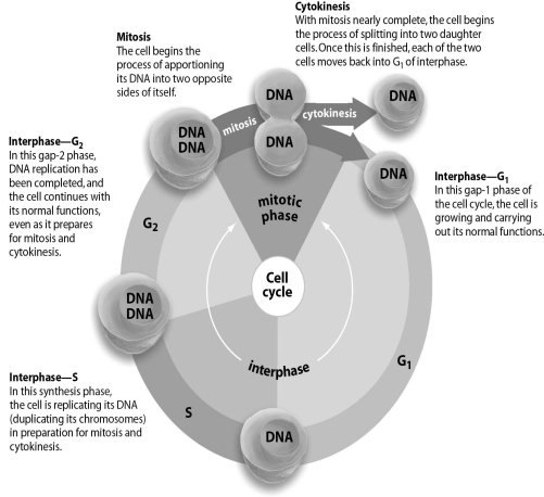 Refer to the figure below, and then answer the question that follows.    -A cell that no longer needs to divide will remain in G₀ phase.But if an injury occurs to an organ,signals will tell the cell to return to the cell cycle to replace lost or damaged cells.To which point in the cycle will the cell return,and which phase would it enter next?