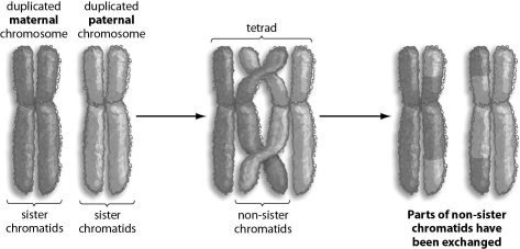 Refer to the figure below, and then answer the question that follows.    -If crossing over occurs as shown in the figure above,which of the following is true? A) Sister chromatids exchange genetic material during crossing over. B) The result of crossing over is four genetically identical chromatids. C) The result of crossing over is four genetically different chromatids. D) The resulting chromatids all have a combination of maternal and paternal genetic material. E) The resulting chromatids either have only maternal genetic material or paternal genetic material.