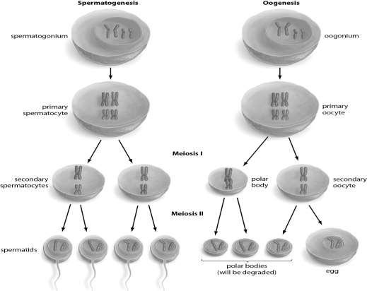 Refer to the figure below, and then answer the question that follows.    -A difference between spermatogenesis and oogenesis is: A) sperm are produced after meiosis II, but an egg is produced after meiosis I. B) spermatids all have the same amount of genetic material, but polar bodies have less genetic material then the egg. C) meiosis produces four sperm but only one egg. D) sperm are haploid, but eggs are diploid. E) a primary oocyte has more genetic material than a primary spermatocyte.