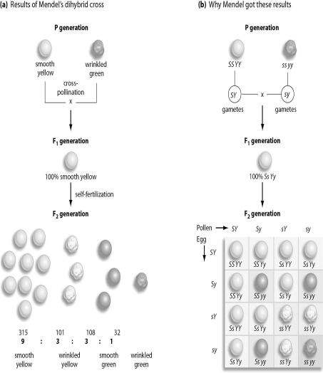 Refer to the figure below, and then answer the question that follows.    -In a dihybrid cross,if heterozygotes are crossed,what fraction of the offspring is expected to have both the dominant phenotypes? A) 1/16 B) 1/3 C) 2/3 D) 3/16 E) 9/16