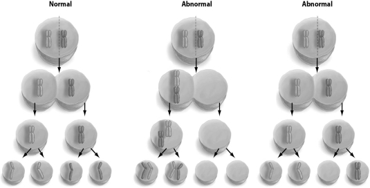 Refer to the figure below, and then answer the question that follows.    -Nondisjunction in meiosis gives rise to gametes with abnormal chromosome numbers.Which event is likely to produce a higher percentage of abnormal gametes? A) failure of homologous chromosomes to separate at meiosis I B) failure of homologous chromosomes to separate at meiosis II C) failure of sister chromatids to separate at meiosis I D) failure of sister chromatids to separate at meiosis II E) failure of sister chromatids to separate at mitosis