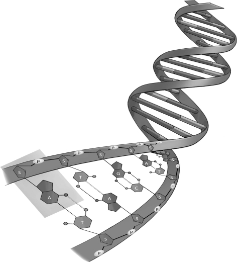 Refer to the figure below, and then answer the question that follows.    -A G-C base pair holds the double helix together more strongly than an A-T base pair.Can you suggest a reason why?