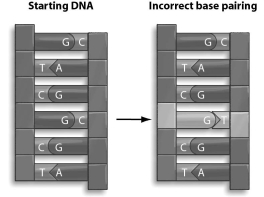 Refer to the figure below, and then answer the question that follows.    -A mistake is made during DNA replication,so there is incorrect base pairing in the DNA.Depending on how the replication repair mechanism fixes this problem,a point mutation may or may not result.What might the replication repair mechanism do,and would it result in a point mutation? A) The repair mechanism might replace the T with a C, which would result in a point mutation. B) The repair mechanism might replace the G with an A, which would result in a point mutation. C) The repair mechanism might replace the G with a C, which would result in a point mutation. D) The repair mechanism might replace the T with a G, which would not result in a point mutation.
