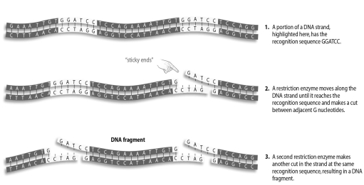 Refer to the figure below, and then answer the question that follows.    -More than one restriction enzyme can be used to cut a piece of DNA at a time.If you used the restriction enzyme BamHI,which recognizes the sequence GGATCC (shown in the figure) ,as well as another enzyme that recognizes the sequence AATT,how many DNA fragments would be produced from the DNA strand shown? A) two B) three C) four D) five