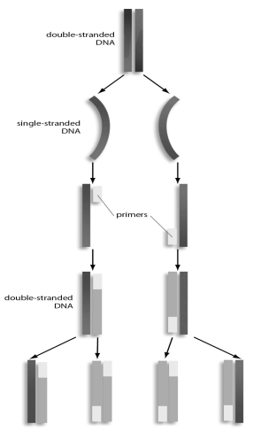 Refer to the figure below, and then answer the question that follows.    -In PCR,what is the function of the primers? A) They separate DNA strands. B) They are the starting point for DNA polymerase to work on synthesizing complementary DNA strands. C) They tell DNA polymerase where to stop copying the template. D) They are the source of nucleotides that DNA polymerase uses to copy the template.