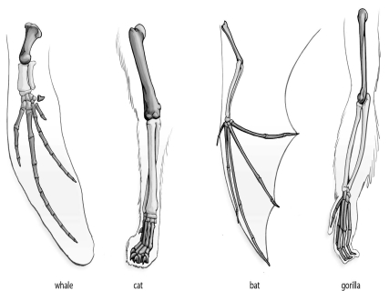 Refer to the figure below, and then answer the question that follows.    -The forelimb of the common ancestor of whales,cats,bats,and gorillas would have had how many digits? A) one B) three C) five D) The number of digits cannot be determined from the information given.