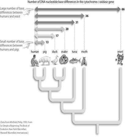 Refer to the figure below, and then answer the question that follows.    -There are fewer differences in the base sequence of the cytochrome c oxidase gene between humans and chimpanzees than there are between humans and pigs.What evolutionary relationship can you hypothesize from this?