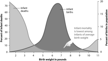 Refer to the figure below, and then answer the question that follows.    -Human birth weights are an example of: A) disruptive selection. B) stabilizing selection. C) directional selection. D) sexual selection.
