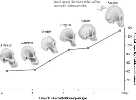 Refer to the figure below, and then answer the question that follows.    -The changes in cranial capacity over the course of human evolution are an example of: A) disruptive selection. B) stabilizing selection. C) directional selection. D) sexual selection.