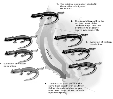 Refer to the figure below, and then answer the question that follows.    -Migration of the salamander Ensatina eschscholtzii separated an original population as they moved either west or east of the Central Valley of California.Eastern and western species then evolved.The Central Valley is an example of a/an: A) temporal isolating mechanism. B) mechanical isolating mechanism. C) extrinsic isolating mechanism. D) intrinsic isolating mechanism.