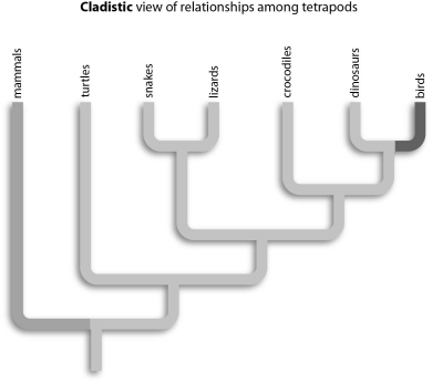 Refer to the figure below, and then answer the question that follows.    -Which of the following pairs are most closely related? A) crocodiles and dinosaurs B) turtles and snakes C) mammals and birds D) dinosaurs and birds