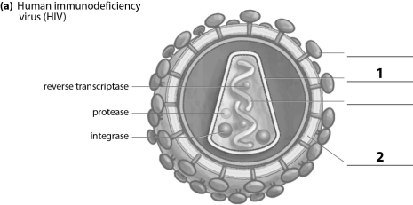 Refer to the figure below, and then answer the following question(s) .    -The missing label indicated by a  2  corresponds to the: A) receptor. B) capsid. C) RNA. D) envelope.