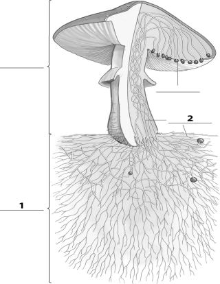 Refer to the figure below, and then answer the following question(s) .    -The missing label indicated by a  2  corresponds to: A) a spore. B) the fruiting body. C) hyphae. D) mycelium.