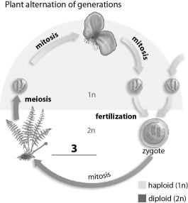 Refer to the figure below, and then answer the question that follows.    -The missing label indicated by a  3  corresponds to the: A) multicellular sporophyte. B) multicellular gametophyte. C) gametes. D) spores.