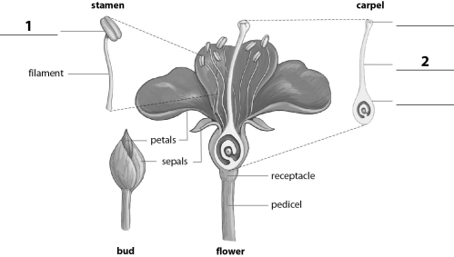 Refer to the figure below, and then answer the following question(s) .    -The missing label indicated by a  1  corresponds to the: A) anther. B) stigma. C) style. D) ovary.
