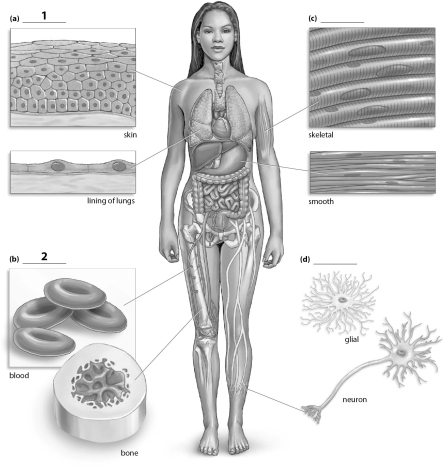Refer to the figure below, and then answer the following question(s) .    -The missing label indicated with a  1  corresponds to which tissue type? A) epithelial B) connective C) muscle D) nervous