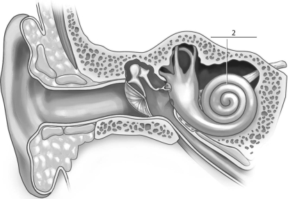 Refer to the figure below, and then answer the question that follows.    -The missing label indicated by a  2  corresponds to the: A) malleus. B) oval window. C) cochlea. D) tympanic membrane.
