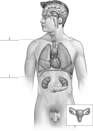 Refer to the figure below, and then answer the following question(s) .    -The endocrine gland indicated by a  2  corresponds to the: A) pineal. B) thyroid. C) adrenal cortex. D) thymus. E) pancreas.