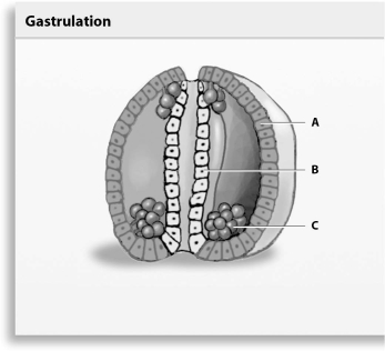Refer to the figure below, and then answer the question that follows.    -Which label,A,B,or C,points to a structure formed from the archenteron during gastrulation?