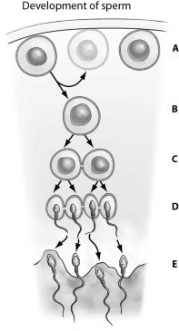 Refer to the figure below, and then answer the question that follows.    -Which item,A,B,C,D,or E,is a secondary spermatocyte?