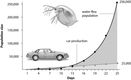 Refer to the figure below, and then answer the question that follows.    -What does the graph of Daphnia population growth suggest about this species? A) The slow start suggests long generation time and a K-selected species. B) The J-curve suggests short generation time and an r-selected species. C) The straight line suggests a changing carrying capacity. D) The high numbers suggest arithmetic increase.