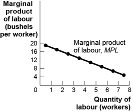 Use the following to answer questions : Figure: The Marginal Product of Labour     -(Figure: Marginal Product of Labour) Use Figure: The Marginal Product of Labour.The total product of labour for eight workers is _____ kilograms.  A)  40 B)  35 C)  96 D)  75