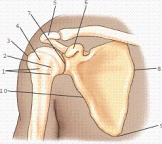 Which view and projection of the proximal humerus is represented in the figure?   A) External rotation, anteroposterior (AP)  projection B) Neutral rotation, AP projection C) Internal rotation, AP projection D) External rotation, lateral projection