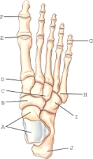 Which of these labeled structures or bones identifies the lateral (third)  cuneiform?   A) B B) C C) D D) I