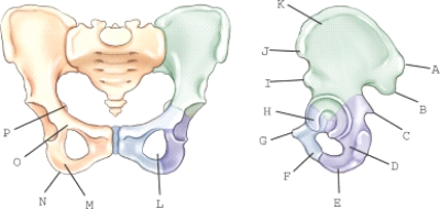 Which of the labeled structures is the obturator foramen?   A) H B) L C) E D) O E) P