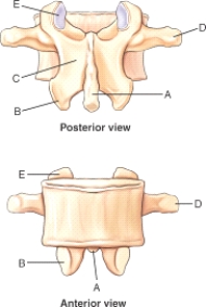 Which labeled structure is the spinous process?   A) A B) B C) C D) D E) E