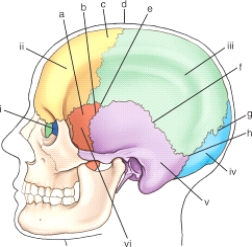 The suture labeled f is the:   (Anatomic structures are labeled i through vi and sutures a through h.)  A) asterion. B) lambdoidal. C) coronal. D) squamosal.