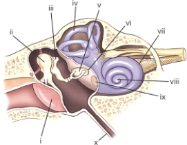 The part labeled ii is the:   A) stapes. B) incus. C) malleus. D) cochlea.