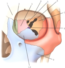 Part 3 is part of which bone?   A) Palatine B) Sphenoid C) Lacrimal D) Ethmoid
