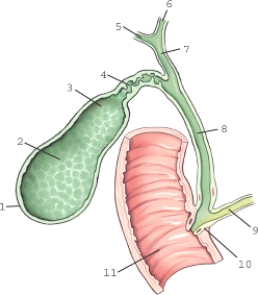 Which aspect of the gallbladder is labeled 1?   A) Neck B) Fundus C) Body D) Apex