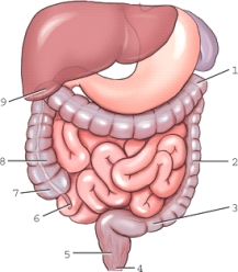 Which structure is labeled 1?   A) Ascending colon B) Left colic flexure C) Right colic flexure D) Sigmoid colon