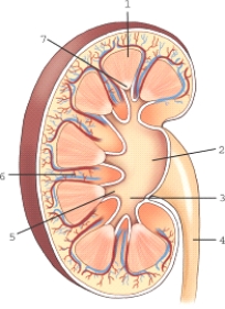 Which structure and/or region of the kidney is labeled 1?   A) Minor calyx B) Major calyx C) Renal sinus D) Medulla
