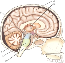Select the correct lettered portion of the brain.(Use each choice only once.)       -Cerebrum A) A B) B C) C D) D E) E F) F 