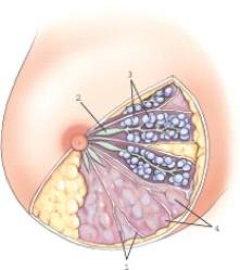 Which of the following structures is labeled 1?   A) Alveoli B) Blood vessels C) Cooper's ligament D) Ducts