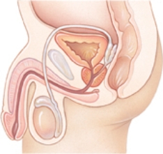 The nurse is instructing a patient who is beginning diagnostic tests for prostate cancer. Where should the nurse pinpoint the location of the prostate gland? Place an X at the location of the prostate gland on the figure.   