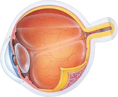 The nurse is preparing to assess a patient's corneal reflex. Place an X on the site where the nurse may lightly touch the eye with a wisp of cotton.
