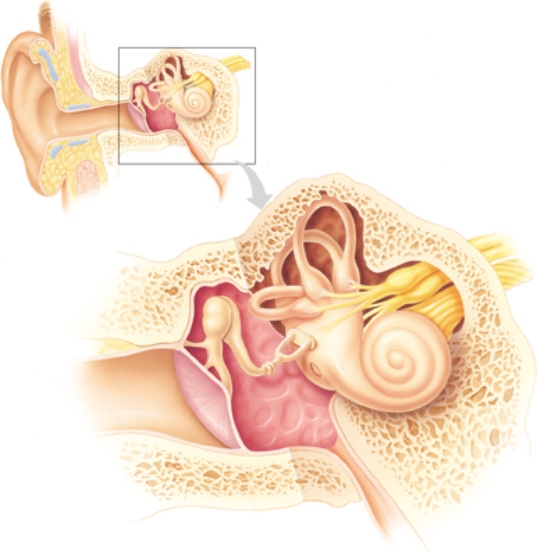 A patient with complaints of dizziness states,  When I'm walking through our house, I sometimes have to hold on to furniture to keep from falling.  The physician has determined that the patient has an ear disorder. Place an  X  over the area of the ear that is most likely responsible for the patient's symptom.   