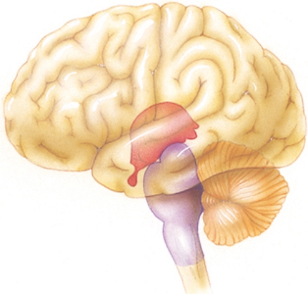 The nurse is reviewing the part of the nervous system that controls cardiac rate, blood pressure, respiration, and swallowing with the family of a patient with a stroke. Which structure should the nurse identify as controlling these functions?    