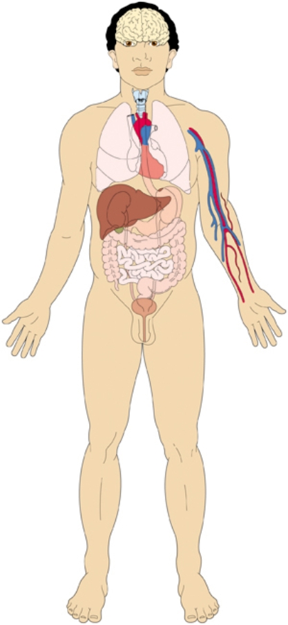 The patient has been experiencing manifestations of pernicious anemia related to an inability to make an adequate amount of intrinsic factor. Click on the location of the organ that is malfunctioning.  <div style=padding-top: 35px> 