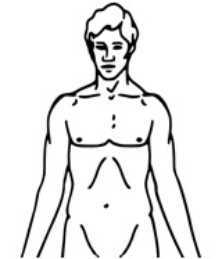 The nurse is preparing to assess a patient with nephrotic syndrome. Place an  X  over the area of the body where the nurse would assess for severe edema in this patient.   